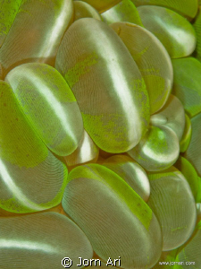 Green Bubble Coral (Plerogyra sinuosa)

More Photos: ww... by Jorn Ari 